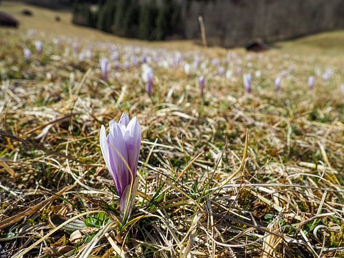 Voorjaarsmagie aan de Geroldsee - delicate krokusbloesems, rustig water en een indrukwekkende bergachtergrond. Een romantisch alpine motief vol kleur en rust.