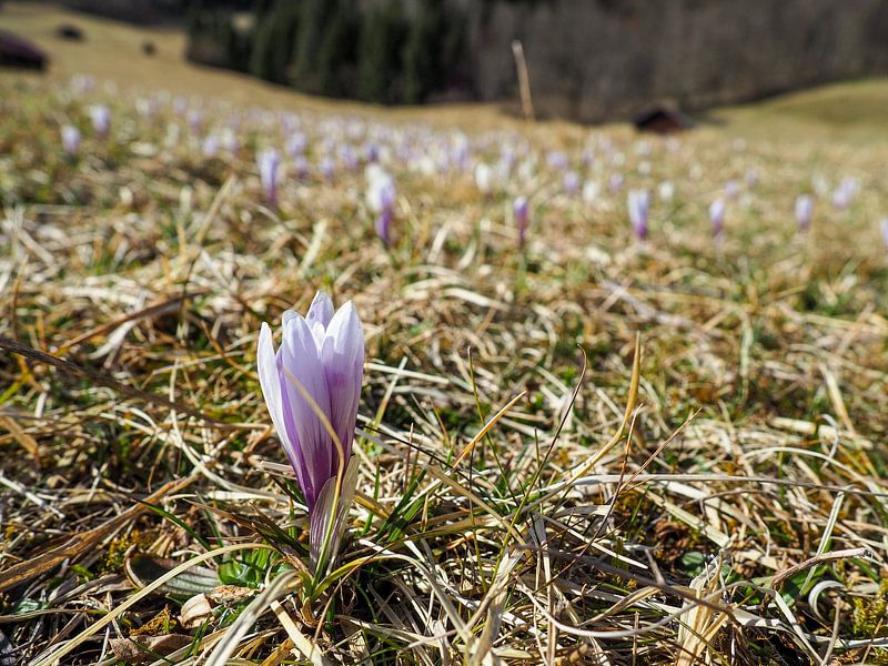 Spring magic at Lake Geroldsee - delicate crocus blossoms, calm water and an impressive mountain backdrop. A romantic Alpine motif full of colour and tranquillity. by Miriam Schwarzfischer Fotografie