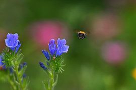 Tot ziens zonnestraal van ALAIN HAUTMAN