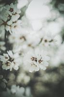 Fleurs d'amandier