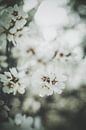 Almond Blossoms, Tim Mossholder by 1x thumbnail