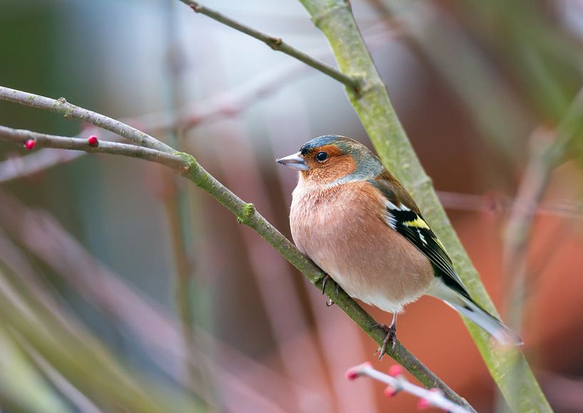 Buchfink Männchen von ManfredFotos