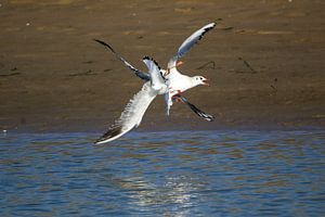 Lutte contre les mouettes rieuses 3