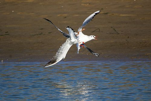 Fighting black-headed gulls 3