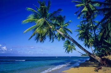 Caribisch strand met kokospalmen en blauwe lucht van Gerwin Schadl