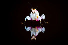 Orchid mantid reflected on a black background