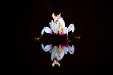 Orchideeënsprinkhaan weerspiegeld op zwarte achtergrond van Roland Brack