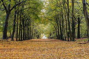 Prachtige laan in het beukenbos van Heiloo van Bram Lubbers