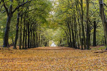 Beautiful avenue in Heiloo's beech forest by Bram Lubbers