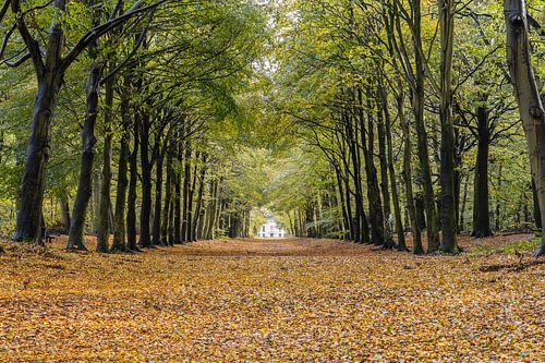 Beautiful avenue in Heiloo's beech forest