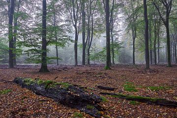 Morning in the deciduous forest by Ad Jekel