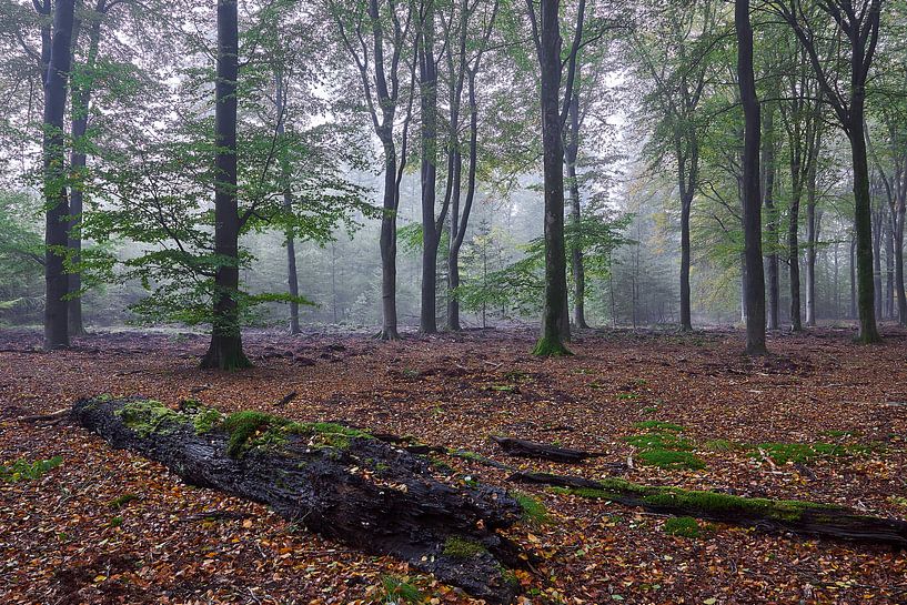 Vormittag im Laubwald von Ad Jekel