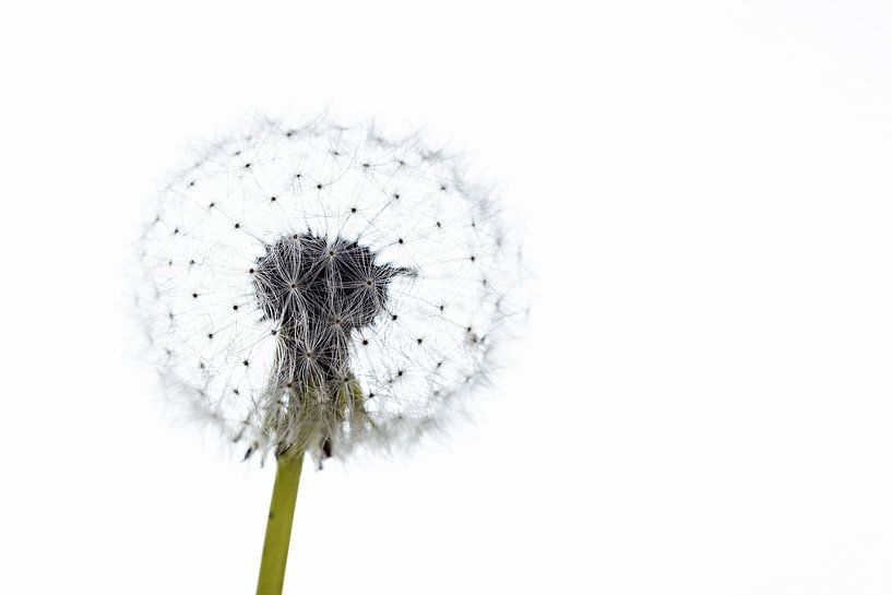 The dandelion by Roland Brack