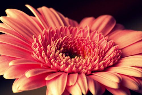 Gerbra, bloem, Vintage kleur 