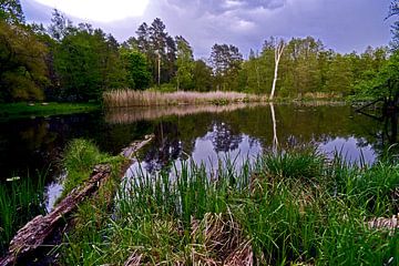 Idyllisch bosmeer op de Nonnenfließ in het natuurpark Barnim