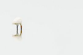 serene elegant spoonbill foraging. by Caroline Pleysier