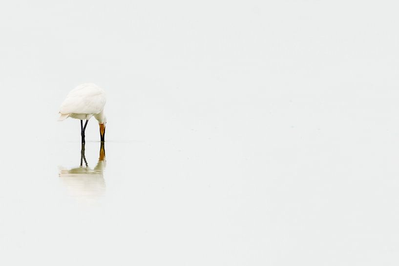 serene elegant spoonbill foraging. by Caroline Pleysier
