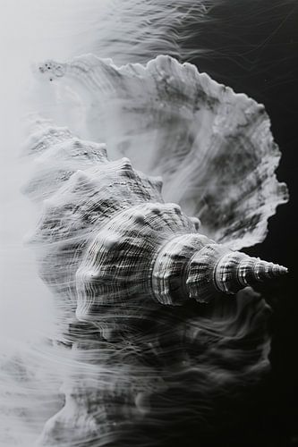 Impression monochrome Sea Shell