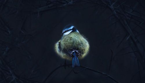 Een pimpelmees ( Cyanister Caeruleus )