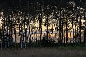 Sunrise behind the birches