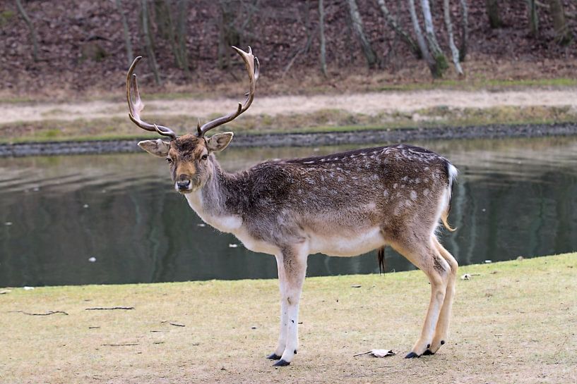 Damhert Amsterdam Water Supply Dunes by Merijn Loch