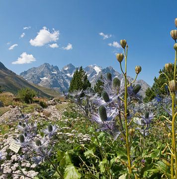 Alpen bloementuin, La Grave, Hautes-Alpes, Frankrijk van Rene van der Meer