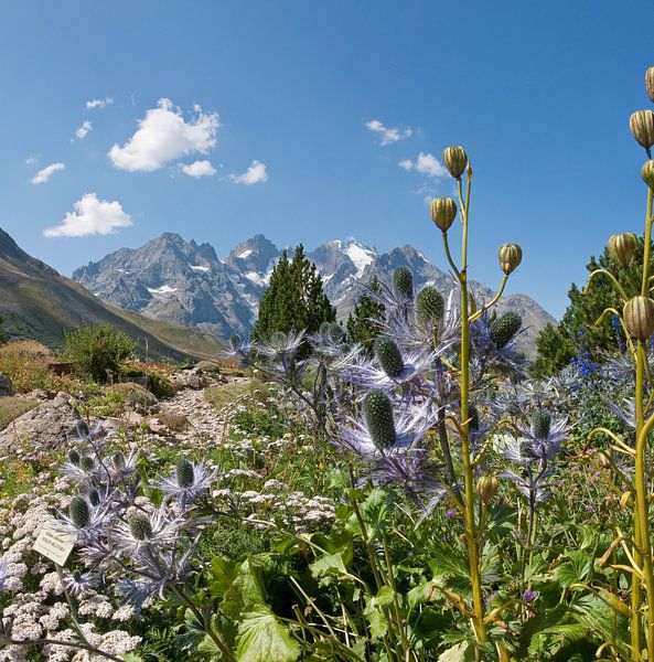 Alpine flower garden, La Grave, Hautes-Alpes, France by Rene van der Meer