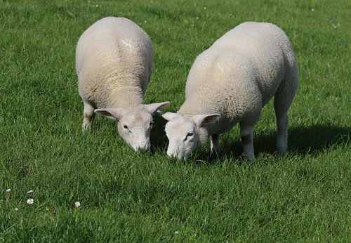 Mouton de Texel
