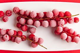 Rote Beeren mit reifen Früchten auf einem weißen Teller vor einem roten Hintergrund.