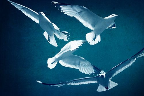 Fly High and Free