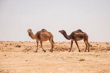 Dromedarissen in de woestijn van Bianca Kramer