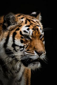Portret tijger