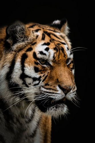 Portrait tiger