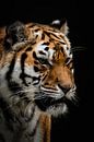 Portret tijger van Marjolein van Middelkoop thumbnail