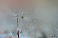 water drops on dandelion fluff