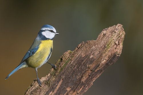 Pimpelmees op de uitkijk