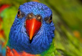 kleurrijk by cindy kuiphuis