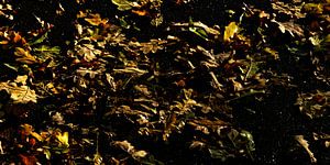 Herbstblätter