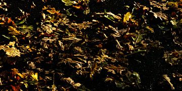 Autumnleaves van Floris Knol