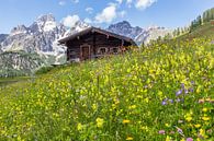 Prairie fleurie dans les montagnes par Coen Weesjes Aperçu