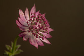 Kraftvolle botanische Eleganz – Die Schlichtheit einer Blume von Marjolijn van den Berg