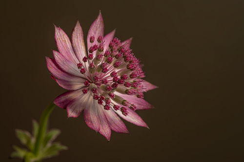 Kraftvolle botanische Eleganz – Die Schlichtheit einer Blume von Marjolijn van den Berg