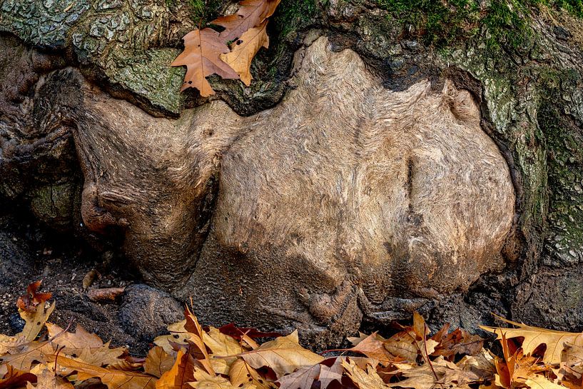 Schlafender Riese im Wald von Eugene Winthagen