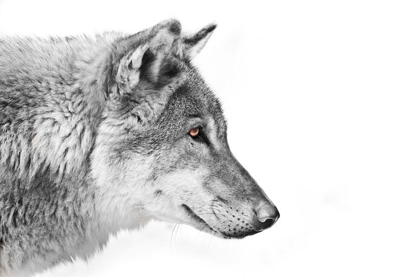 Black and white with colored eyes, a view of the distance Split a wolf of male in profile on a white by Michael Semenov