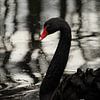 Black swan van RW Blitzlicht