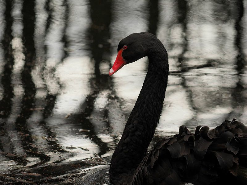Cygne noir par RW Blitzlicht