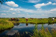 Hollandse Landschappen van Brian Morgan thumbnail