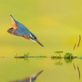 The dive to ... by Wim Hufkens