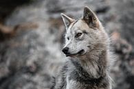 Greenland Dog in Ilulissat by Martijn Smeets thumbnail