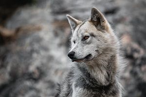 Grönlandhund in Ilulissat